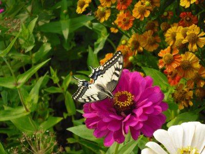 бабочка, цветок, лето