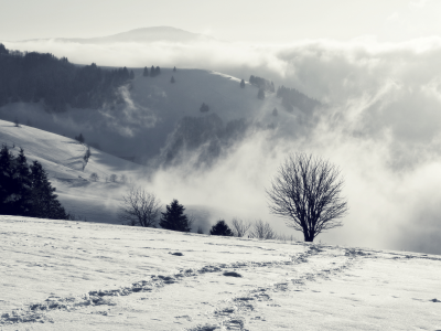 снег, дерево, зима, дымка, горы