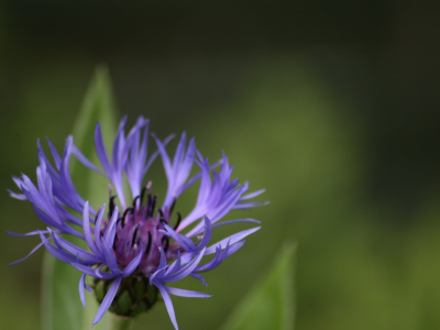 зелень, spikes, purple