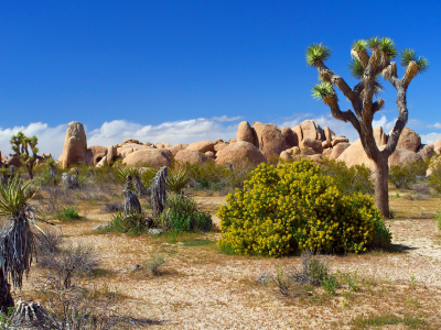 joshua tree, цветы, камни, песок, растения, national park, пустыня