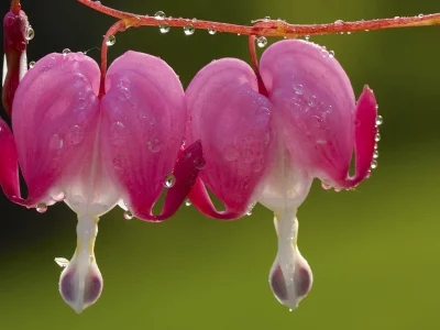 роса, капли, макро, flower, цветок, лепестки, macro