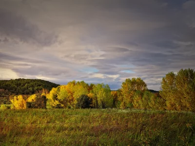 деревья, осень, лес, небо