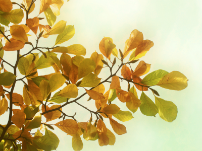 деревья, осень, листья, ветки, обои на рабочий стол, фото, природа