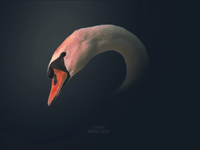 2560x1600, рисунок, lettering, надпись, picture, bird, птица, swan, лебедь