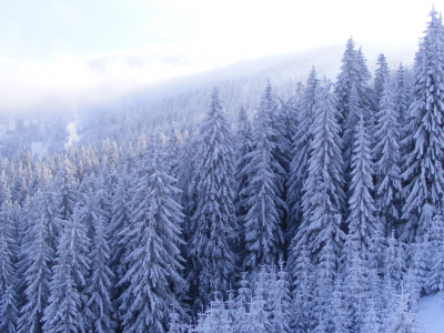 морозно, зима, лес, frozen