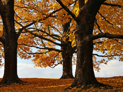 деревья, листья, осень
