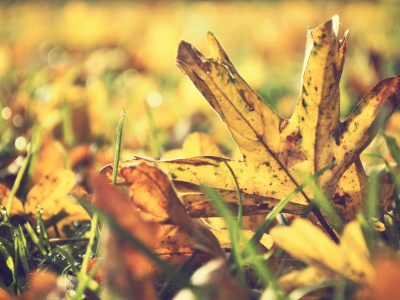 листва, трава, жёлтая, макро, осень
