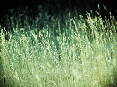 трава, зелень, поле, природа, обои, растения, лето, фон, фото