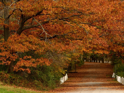 парк, листья, дорога, осень, деревья