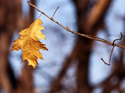ветвь, осень, листик, природа, autumn leaves