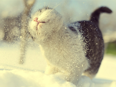 кот, зима