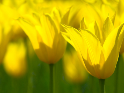 макро, весна, тюльпаны, цветы, желтый