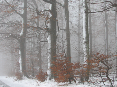 зима, пейзаж, деревья, природа, дорога, туман