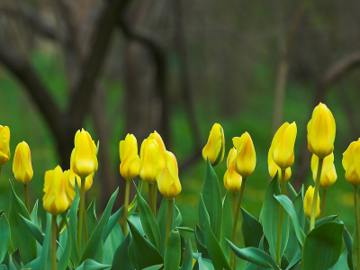 тюльпаны, природа, весна, цветы, фокус, бутоны, желтый