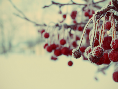 ветка, ягоды, мороз, иней, зима