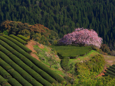 природа, япония, чайные плантации, лес, сакура
