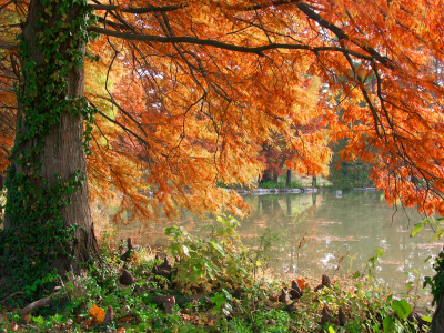 дерево, burning pond, озеро, осень