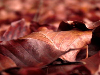 autumn, лист, осень