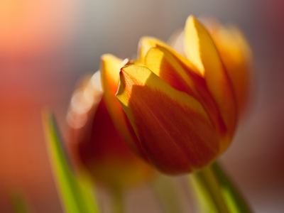 цветок, бутон, тюльпан, цвет, весна, оранжевый, макро, яркий, размытость