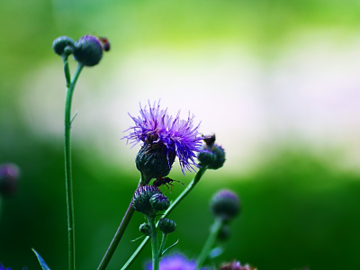 бутоны, evening purple, растение, цветок