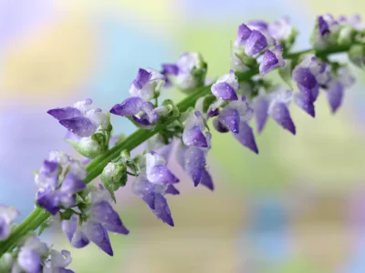 цветок, фиолетовый, макро, пестрый, фон
