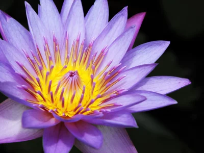 лотос, nelumbo nucifera, цветок