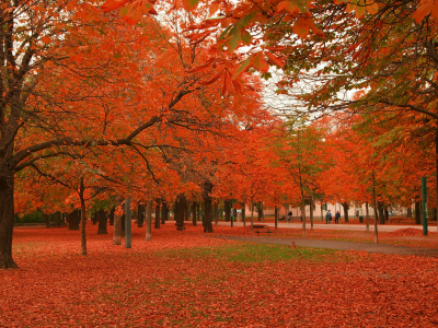 осень, красное, клены