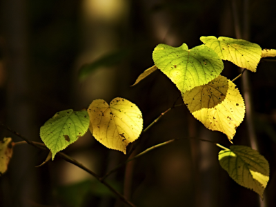 жёлтые, макро, растения, фото, обои, природа, осень, ветка, листья