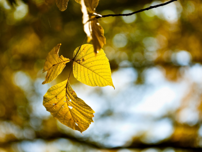 осень, природа, лес, wallpapers, листья, ветка