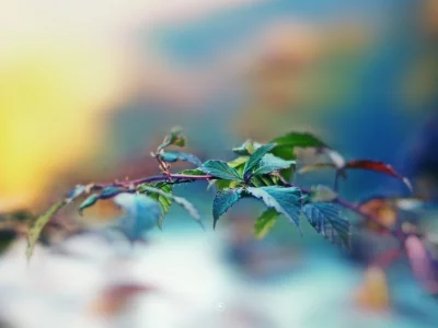 размытость, ветка, макро, leaves, листья, растение, macro