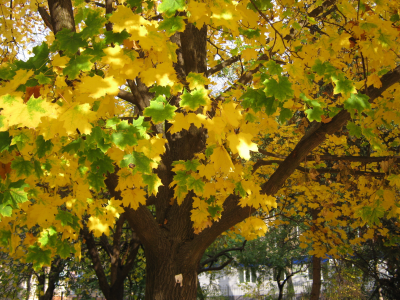 листья, деревья, листва., осень, жёлтый