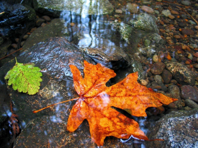 осень, вода, листья, дно, камни
