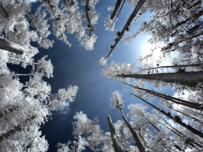 деревья, infrared, лес, иней, небо