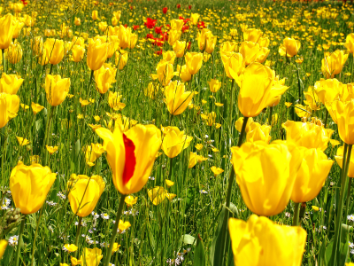 тюльпаны, жёлтый, поле, фото, цветы, сад, трава