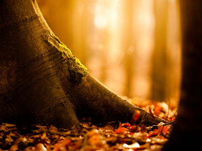 листва, осень, дерево, природа