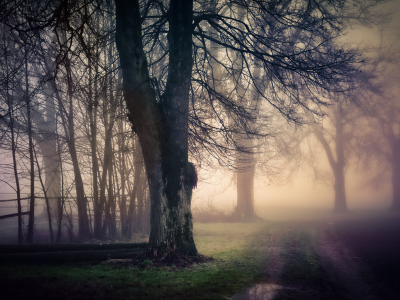 дорога, туман, природа, дерево