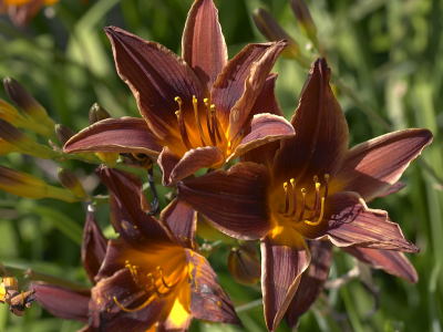 листья, зелень, golden lilies, золотистые, освещённые солнцем, цветы, flowers, лепестки, природа, лилии, nature