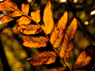 природа, листья, листва, дерево, макро, осень, жёлтый