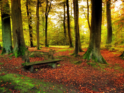 листья, деревья, скамья, осенью, леса, природы