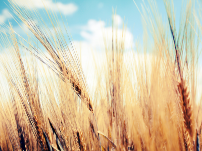 пшеница, колосья, небо