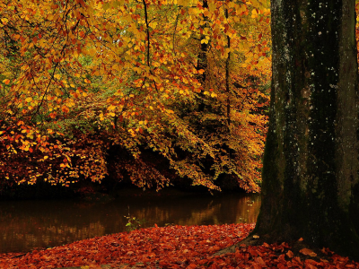 осень, ствол, дерево, листва, вода, природа