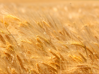 поле, пора, пшеница, спелая, колоски., жёлтая
