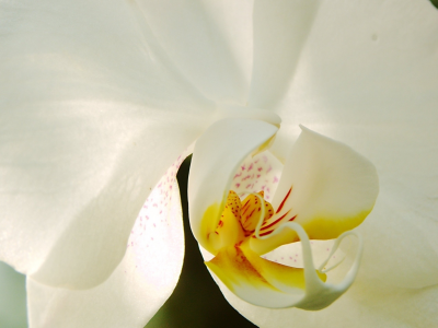 beautiful wallpapers, экзотика, красота, белая, орхидея, white, blossom, orchid, цветы