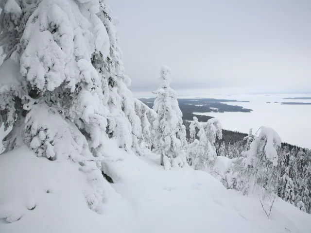 горы, лес, зима