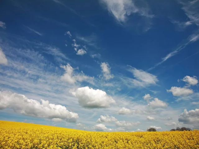 фон, цвета, обои, лето, яркие, поле, wallpapers, облака, природа, небо, цветы
