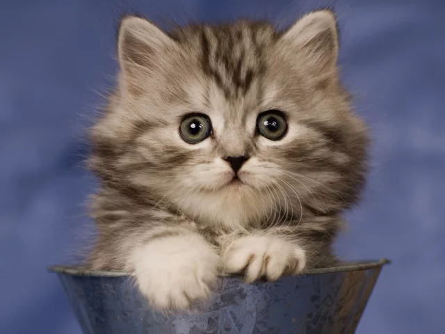 маненький, тазик, котенок