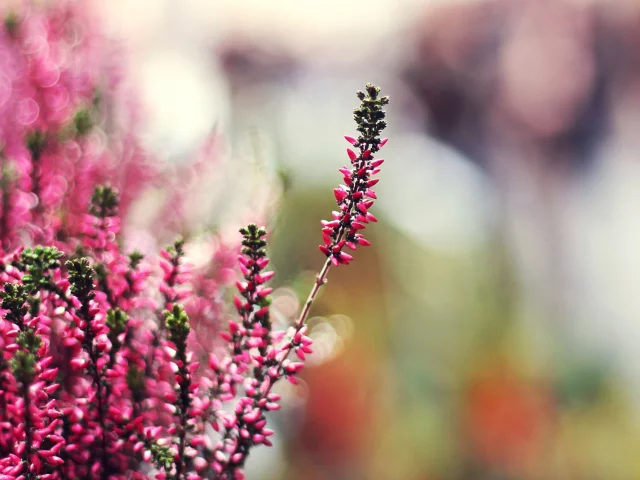 боке, вереск, tilt-shift, растение, эффект, pink heather