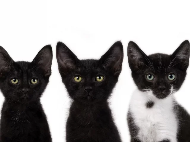 смотрят, котята, коты, черный, cats, усы