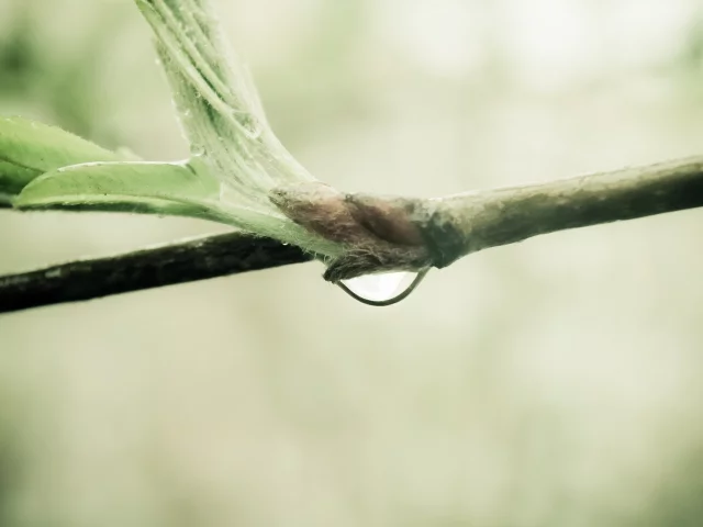 water drop, природа, sprout, nature, ветка, macro, branch, макро, 2560x1600, капля воды, росток