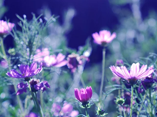 wallpapers, обои, размытость, боке, лето, фон, лепестки, природа, цветы, цветение